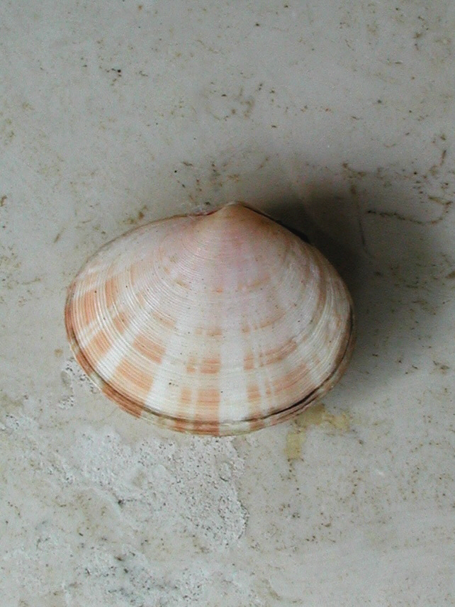 Famiglia Tellinidae